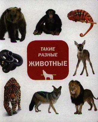 Такие разные животные - фото 1