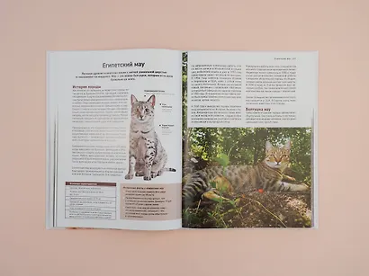 Все породы кошек. Большая иллюстрированная энциклопедия - фото 6