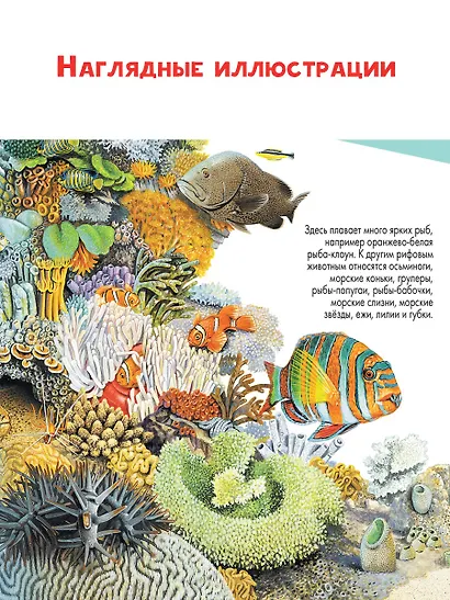 Подводный мир - фото 6