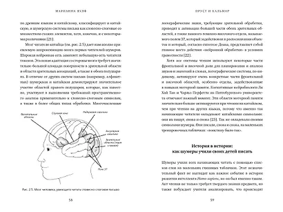 Пруст и кальмар. Нейробиология чтения - фото 7