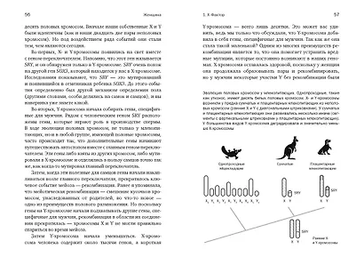 Женщина: эволюционный взгляд на то, как и почему появилась женская форма - фото 8