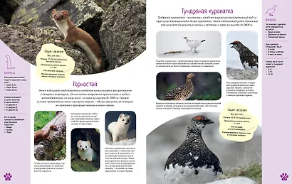 Красочный мир животных - фото 8