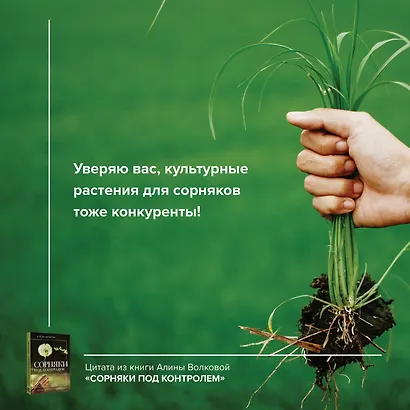 Сорняки под контролем. Избавляемся от нежелательных соседей - фото 8