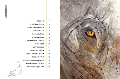 Самые удивительные животные в натуральную величину - фото 10