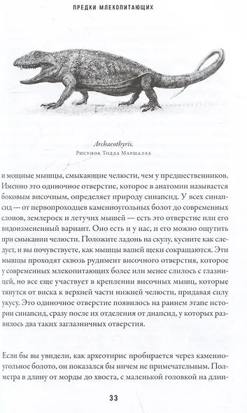 Эра млекопитающих: Из тени динозавров к мировому господству - фото 3