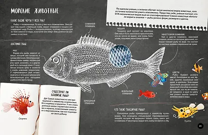Что? Как? Почему? Мои первые знания про МОРЯ И ОКЕАНЫ (с постером) - фото 8