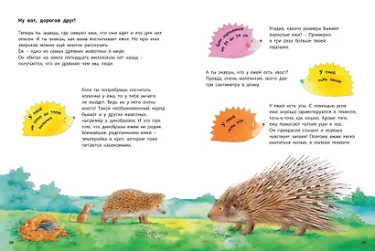 Как живут ежики. Познавательные истории - фото 4