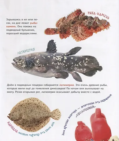 Подводный мир (Первая энциклопедия) - фото 4