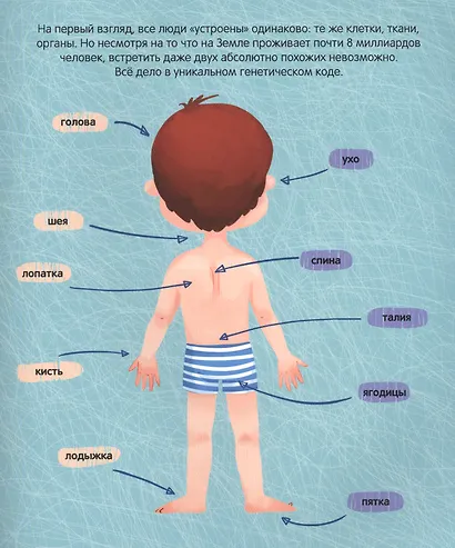 ТЕЛО ЧЕЛОВЕКА матов.ламин, выбор.лак, 200х240 - фото 3
