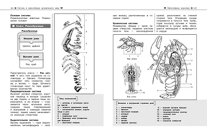 Биология. Наглядный справочник для подготовки к ОГЭ и ЕГЭ - фото 9