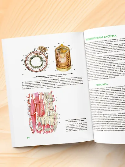 Анатомия человека: 2 издание - фото 9