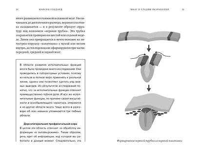 Мозг в стадии разработки. Потрясающие факты об умственном развитии от зачатия до взросления - фото 7
