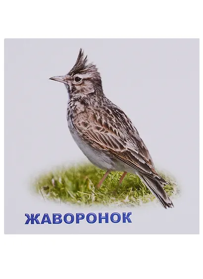Перелетные птицы - фото 3