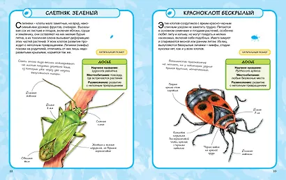 Насекомые - фото 6