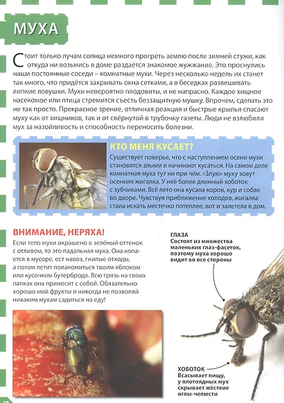 Насекомые - фото 4