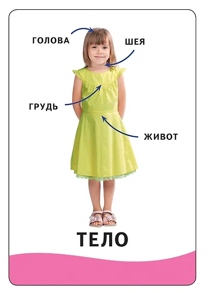 Умные карточки. Тело человека: называем и показываем. 32 карточки - фото 4