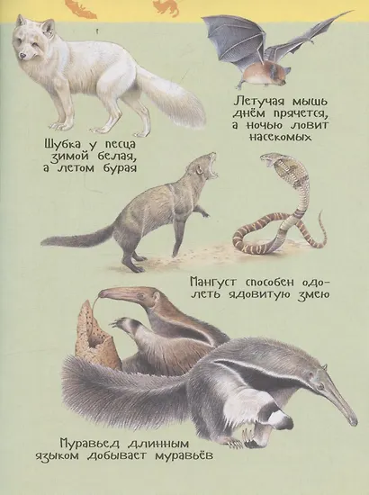 Дикие животные (Энциклопедия для детского сада) - фото 5