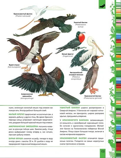 Животные. Большая энциклопедия - фото 7