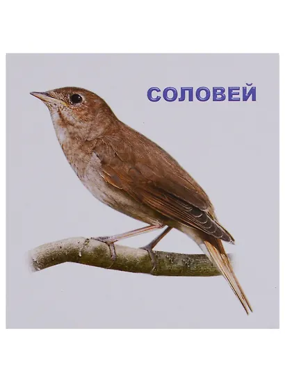 Перелетные птицы - фото 4