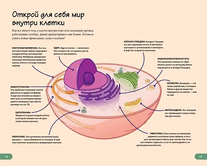 Тело человека. Домашняя лаборатория для детей - фото 6