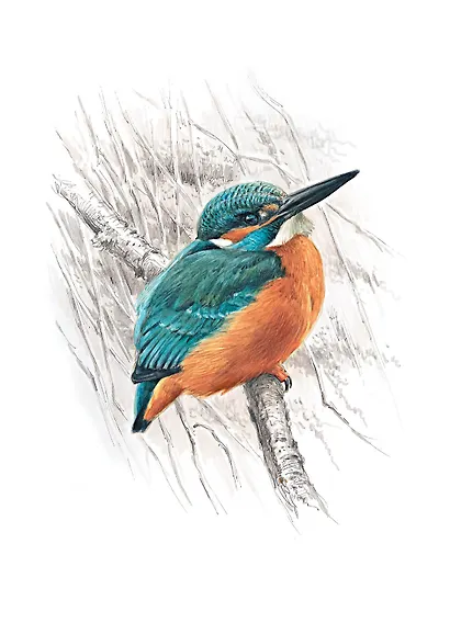 Птицы: Крылатые чудеса природы - фото 7