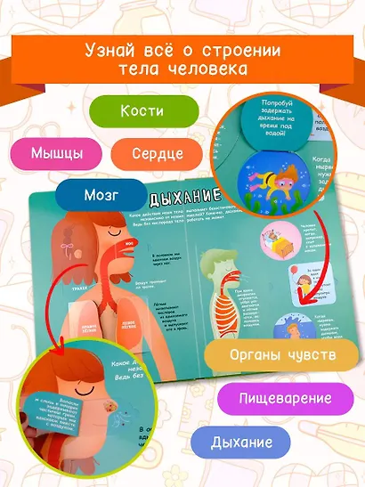 Тело человека - фото 5