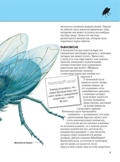 Насекомые. Полная энциклопедия - фото 13