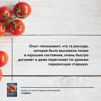 Томат. Выращиваем, ухаживаем и едим - фото 7