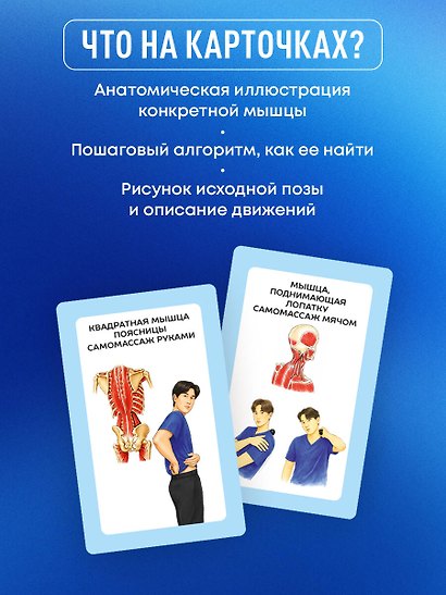 Избавься от триггерных точек. 54 карточки с упражнениями и описанием мышц - фото 7