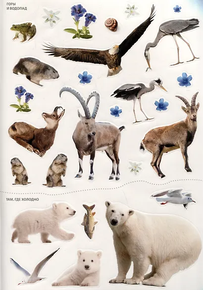 В зоопарке. Фотонаклейки - фото 5