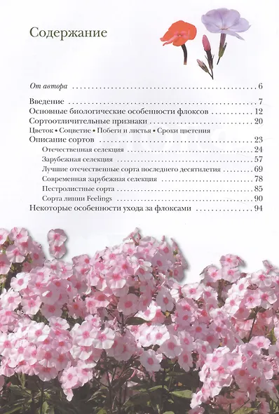 Флоксы метельчатые - фото 2