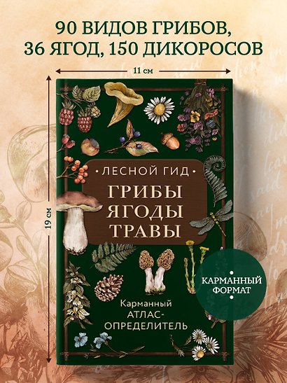 Лесной гид: грибы, ягоды, травы. Карманный атлас-определитель - фото 4