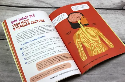 Книга о теле человека с полезными заданиями и упражнениями - фото 6