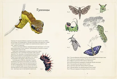 Загадочный мир бабочек - фото 6