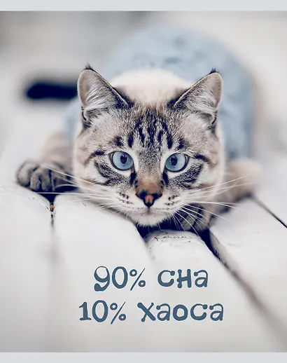 Тетрадь общая «Кото - терапия», 48 листов в линейку, А5, в ассортименте - Listoff - фото 6
