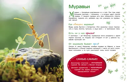 Насекомые - фото 8