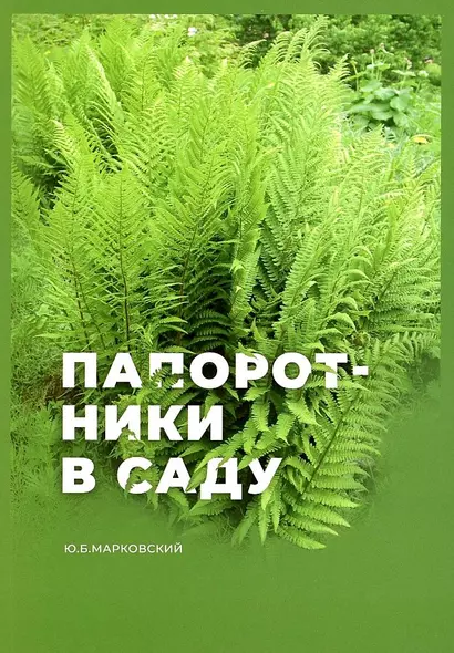 Папоротники в саду - фото 1