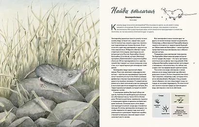 Наши соседи по планете. Рассказы о диких животных - фото 4