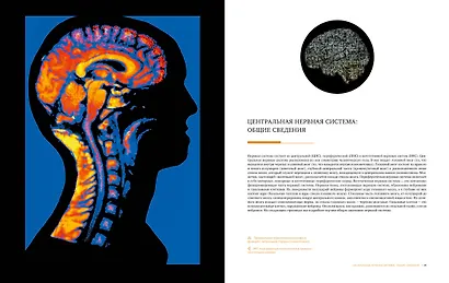 Большой атлас мозга - фото 7