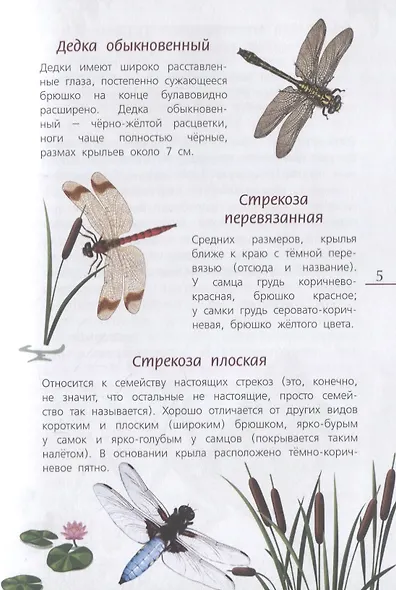 Наши насекомые. Определитель для детей - фото 3