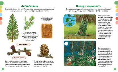 Жизнь леса - фото 15