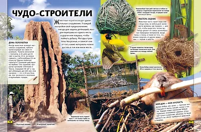 Животные. Книга юного эрудита - фото 6
