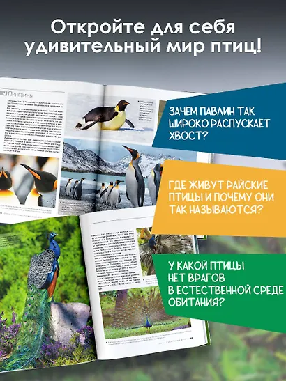 Большая книга о птицах. 1001 фотография - фото 5