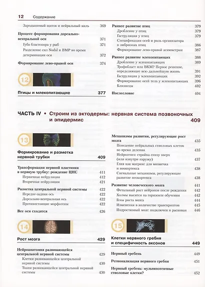 Биология развития - фото 7