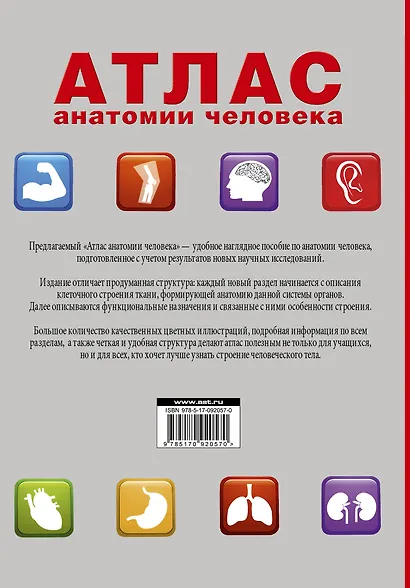 Атлас анатомии человека - фото 2