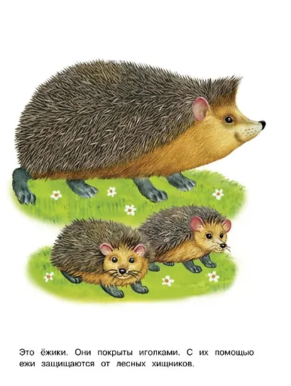 Лесные животные. Окружающий мир. Раскраска - фото 4