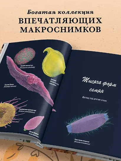 Семена и зерна. Иллюстрированный атлас. Удивительные факты о сельскохозяйственных культурах и их влияние на развитие человечества - фото 5