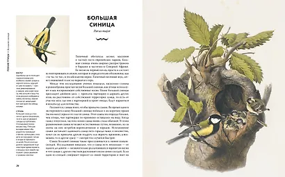 Восхитительные птицы - фото 6
