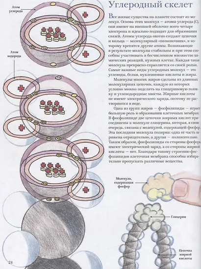 Как мы устроены - фото 6