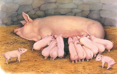 Детям. Рассказы о животных. От автора книги "О всех созданиях - больших и малых" - фото 8